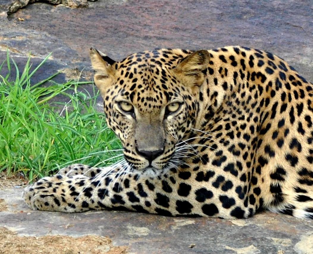 Yala Dream Park Exterior foto
