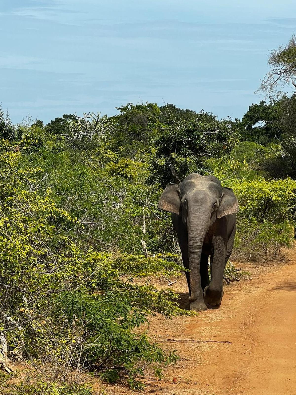 Yala Dream Park Exterior foto